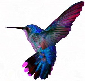 hummingbird